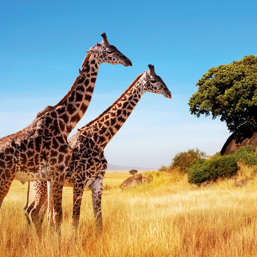 Weitere Ansicht: African Wildlife 2027