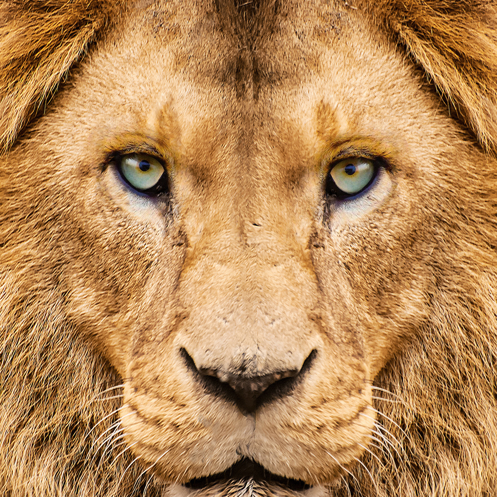 Weitere Ansicht: African Wildlife 2027