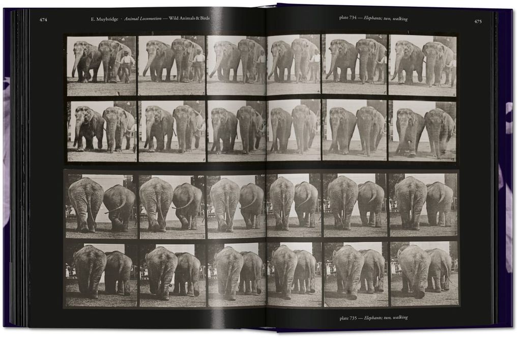 Weitere Ansicht: Muybridge | Eadweard Muybridge