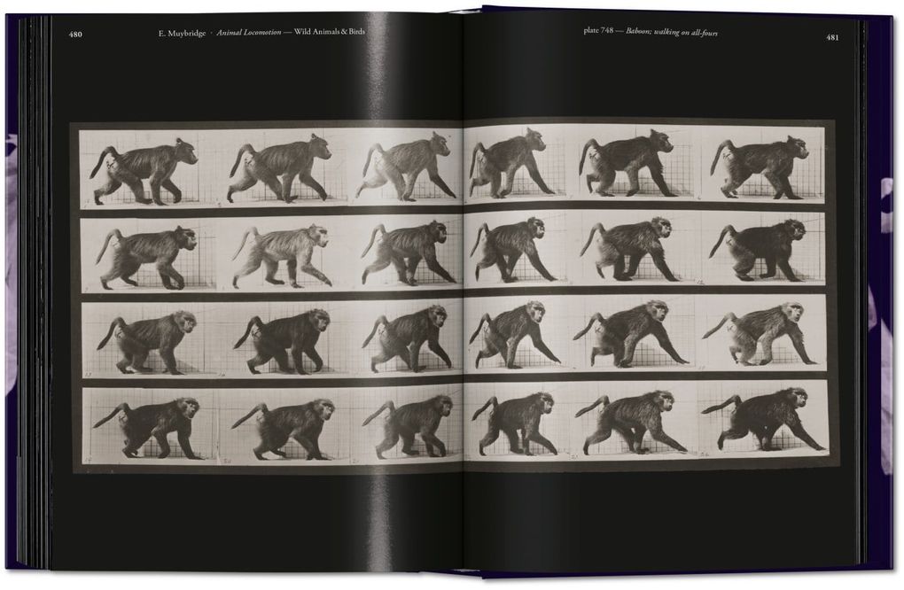 Weitere Ansicht: Muybridge | Eadweard Muybridge