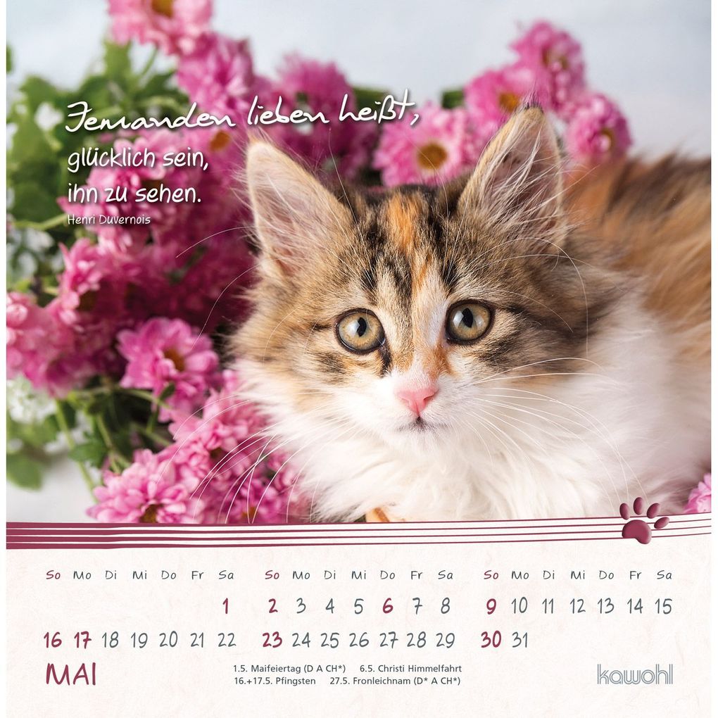 Weitere Ansicht: Kleine Katzen-Tatzen 2027