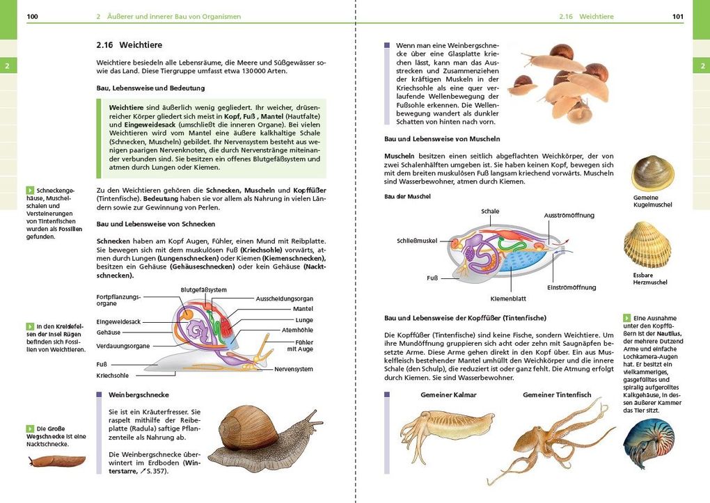 Weitere Ansicht: Basiswissen Schule - Biologie 5. bis 10. Klasse | Christa Pews-Hocke, Edeltraud Kemnitz