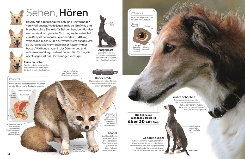 Weitere Ansicht: memo Wissen. Hunde | Juliet Clutton-Brock