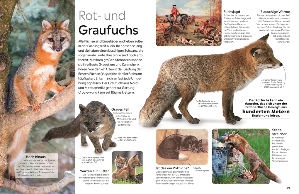 Weitere Ansicht: memo Wissen. Hunde | Juliet Clutton-Brock