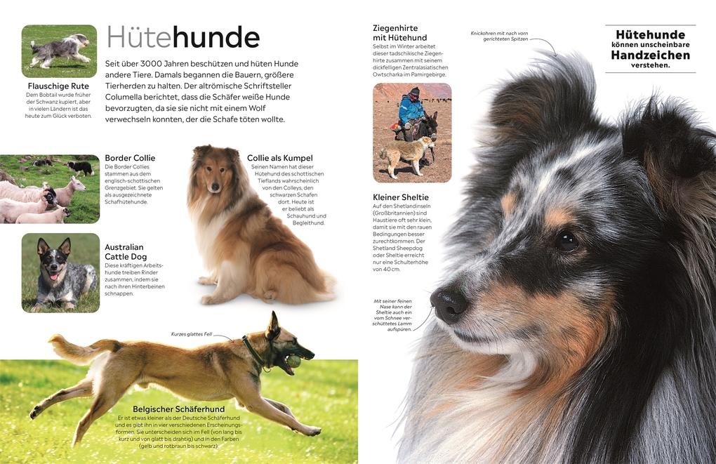 Weitere Ansicht: memo Wissen. Hunde | Juliet Clutton-Brock