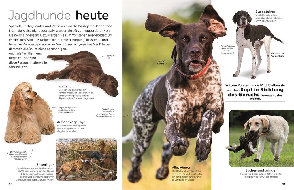 Weitere Ansicht: memo Wissen. Hunde | Juliet Clutton-Brock