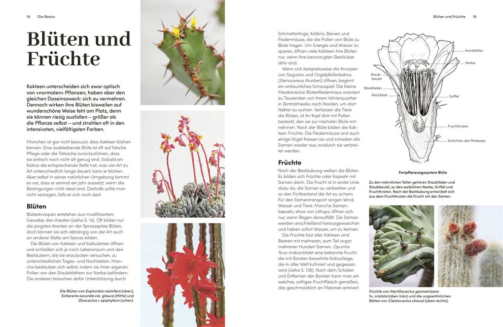 Weitere Ansicht: Kakteen und Sukkulenten | Sarah Gerrard-Jones