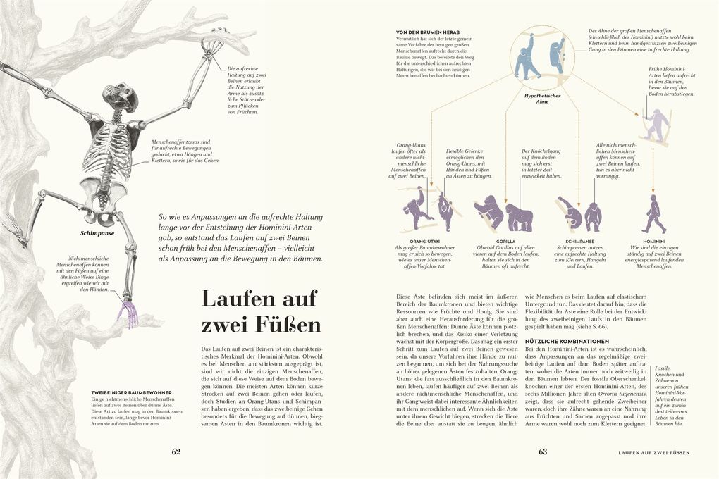 Weitere Ansicht: HUMANS. Der Mensch | Derek Harvey, Emily Tarrega-Saunders, Mark Maslin, Sally Reynolds, Erika Matthews