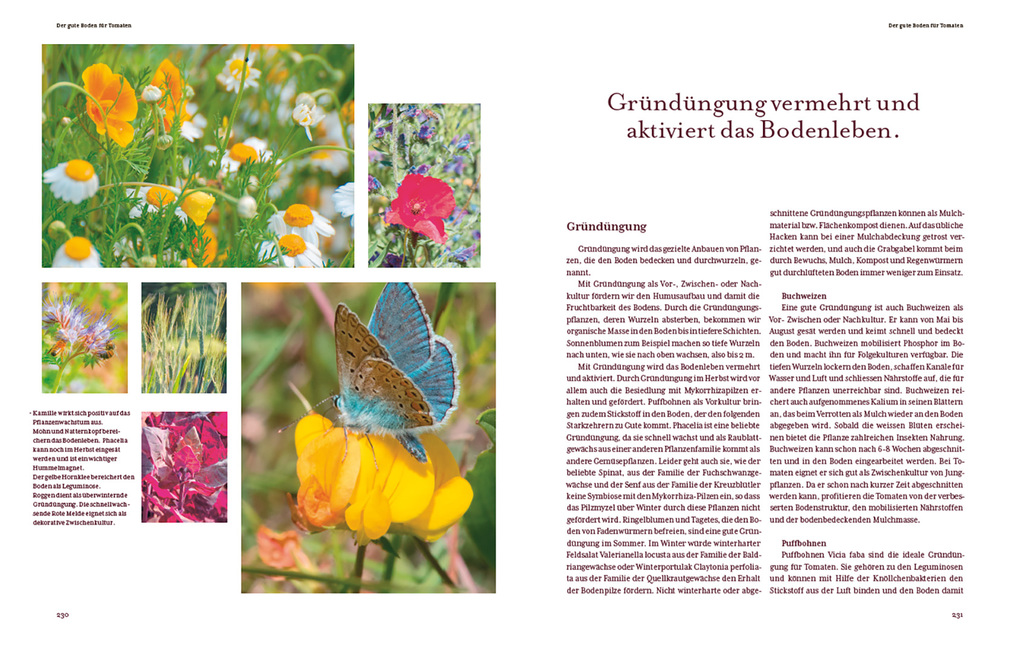 Weitere Ansicht: Tomatenglück | Ute Studer