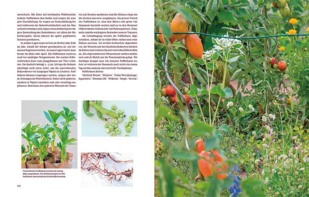 Weitere Ansicht: Tomatenglück | Ute Studer