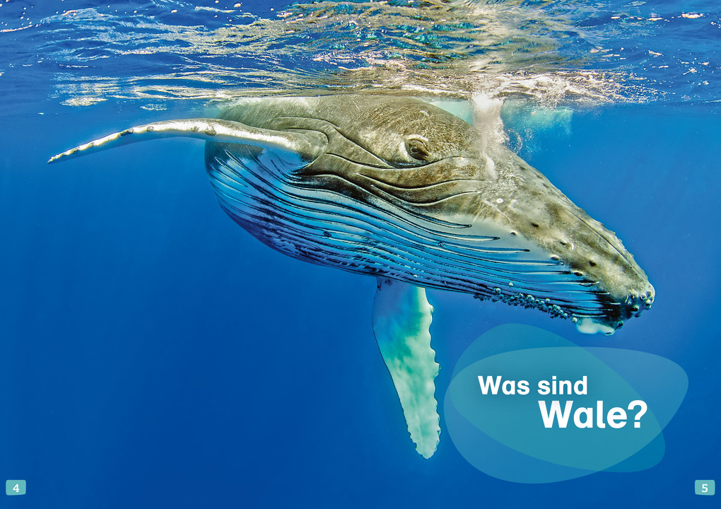 Weitere Ansicht: WAS IST WAS Erstes Lesen. Wale und Delfine | Christina Braun