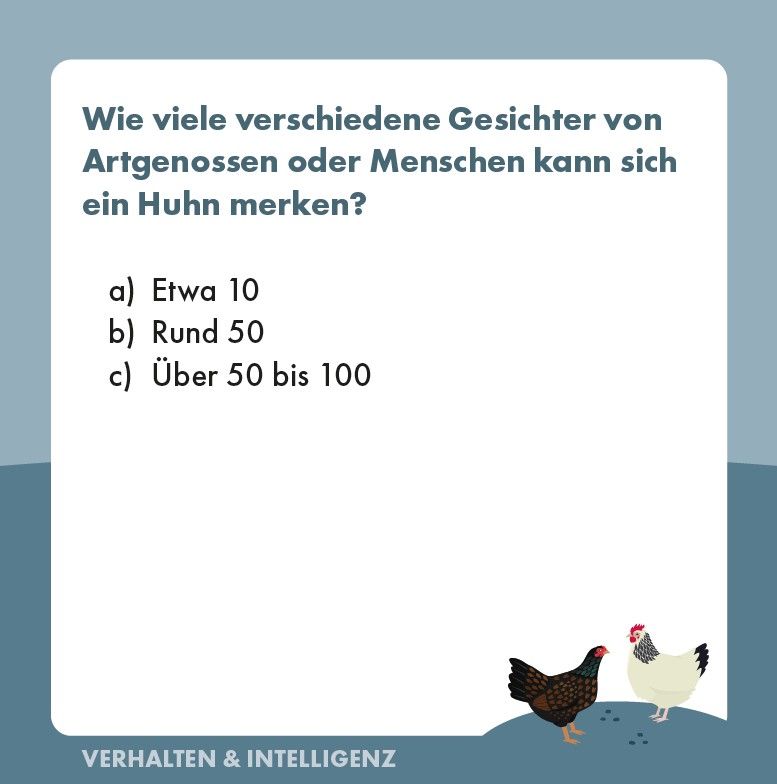 Weitere Ansicht: Hühner-Quiz