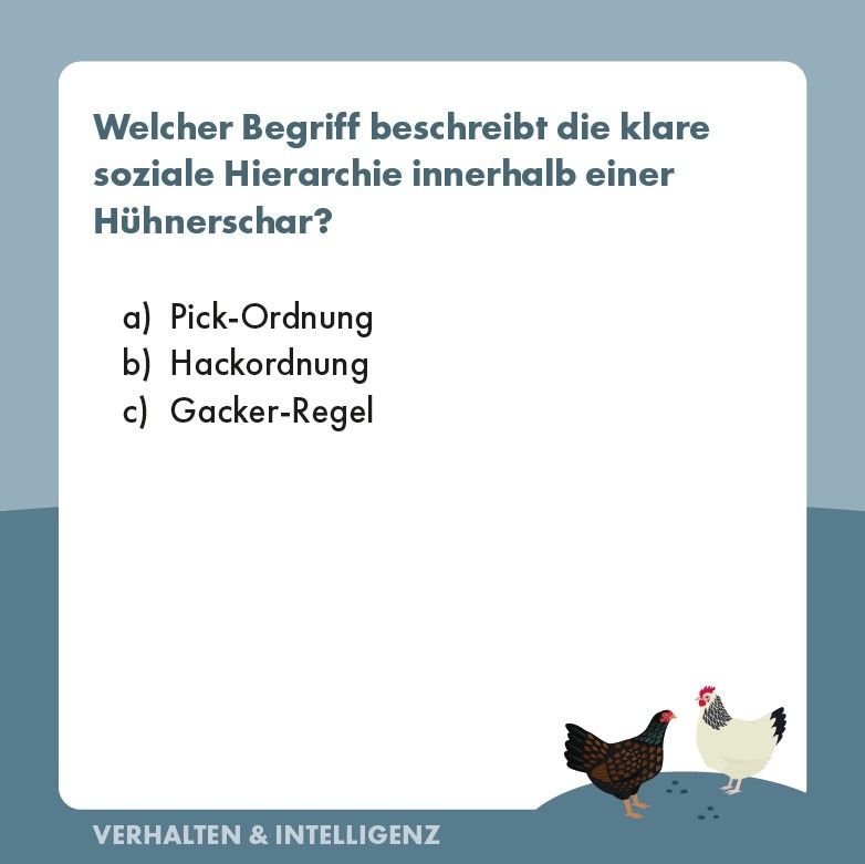 Weitere Ansicht: Hühner-Quiz