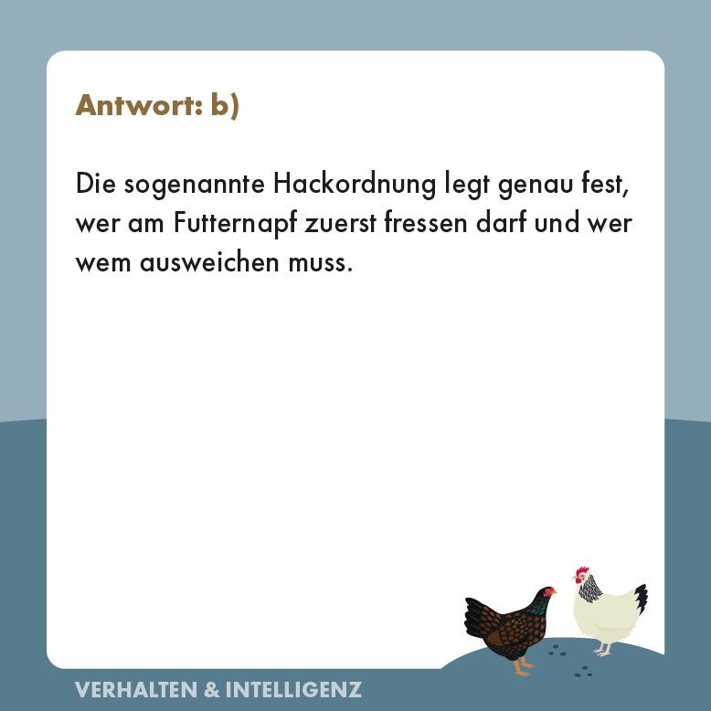 Weitere Ansicht: Hühner-Quiz