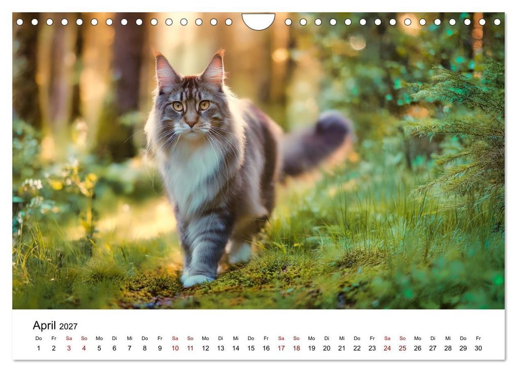 Weitere Ansicht: Eleganz in Pelz - ein Maine Coon - Kalender (Wandkalender 2027 DIN A4 quer), CALVENDO Monatskalender | Simone Wunderlich, Calvendo