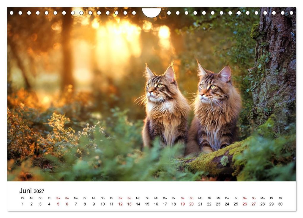 Weitere Ansicht: Eleganz in Pelz - ein Maine Coon - Kalender (Wandkalender 2027 DIN A4 quer), CALVENDO Monatskalender | Simone Wunderlich, Calvendo