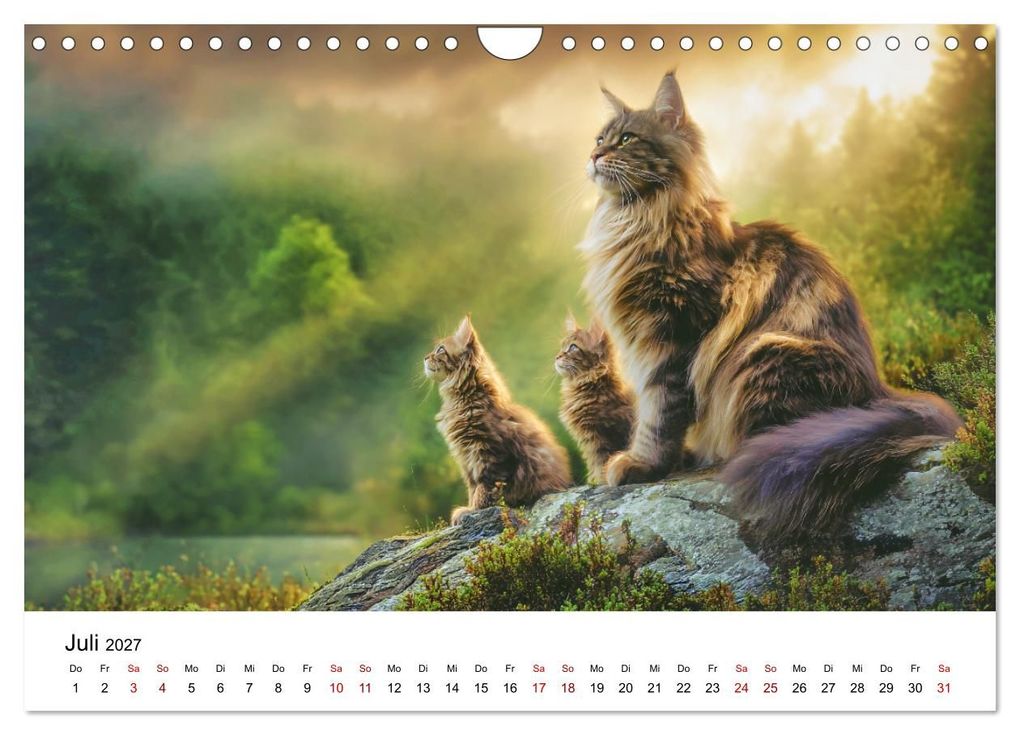 Weitere Ansicht: Eleganz in Pelz - ein Maine Coon - Kalender (Wandkalender 2027 DIN A4 quer), CALVENDO Monatskalender | Simone Wunderlich, Calvendo