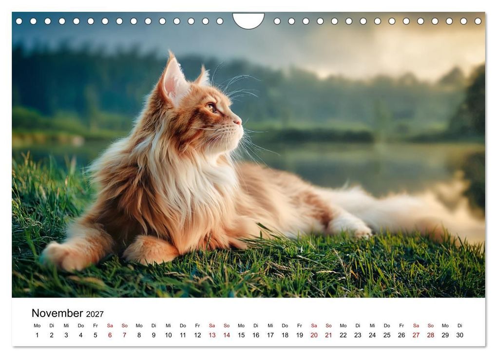 Weitere Ansicht: Eleganz in Pelz - ein Maine Coon - Kalender (Wandkalender 2027 DIN A4 quer), CALVENDO Monatskalender | Simone Wunderlich, Calvendo