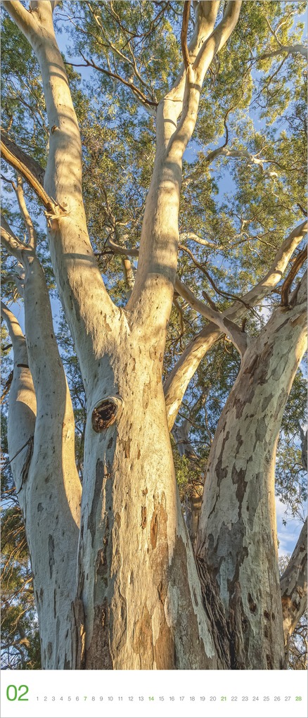 Weitere Ansicht: Bäume 2027 | Neumann Verlage GmbH & Co. KG