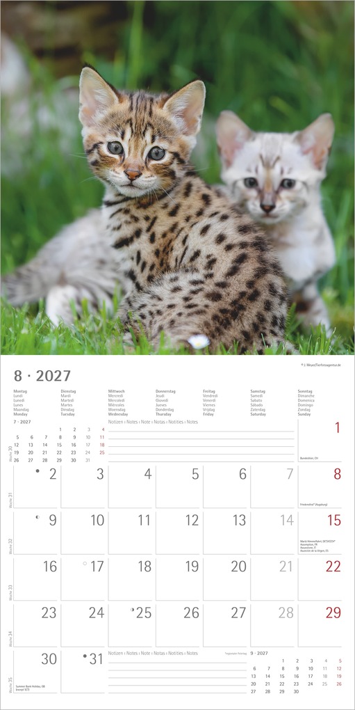 Weitere Ansicht: Samtpfötchen 2027 | Neumann Verlage GmbH & Co. KG