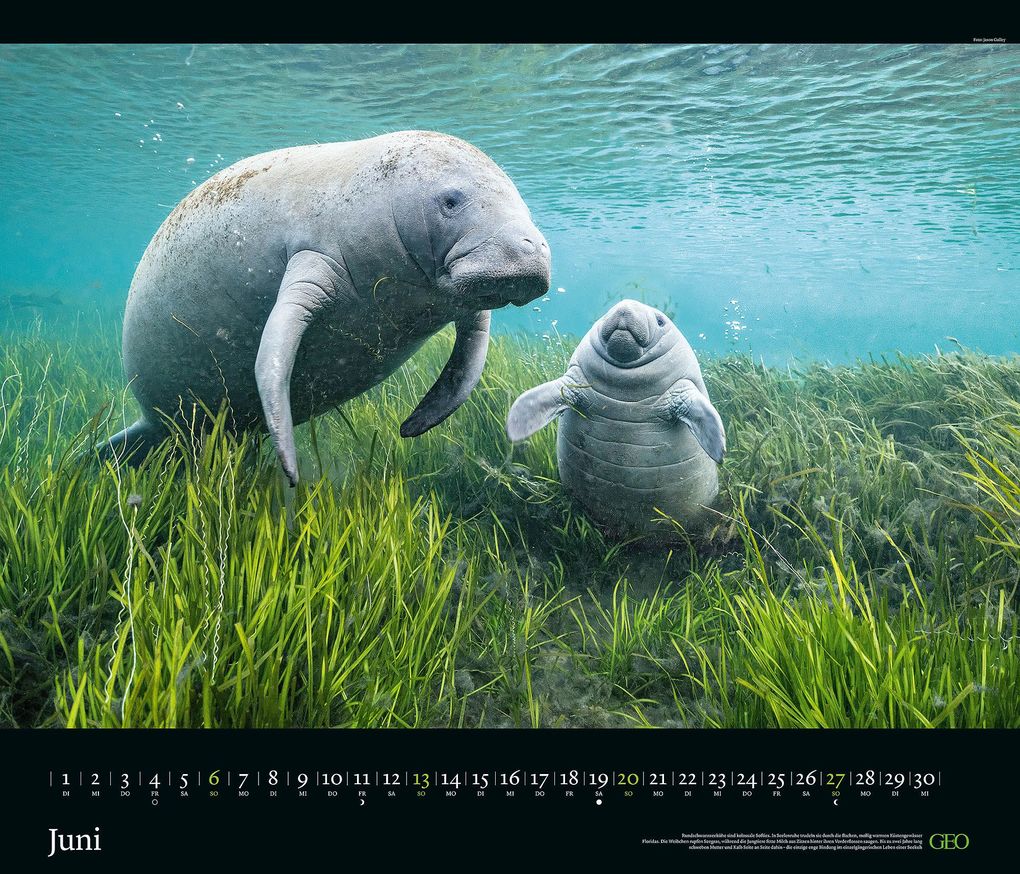 Weitere Ansicht: GEO Edition: Tierwelten 2027 | Neumann Verlage GmbH & Co. KG