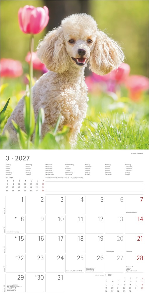 Weitere Ansicht: Hunde 2027 | Neumann Verlage GmbH & Co. KG