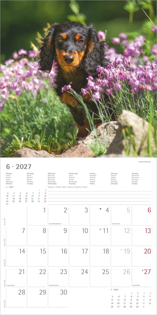 Weitere Ansicht: Hunde 2027 | Neumann Verlage GmbH & Co. KG