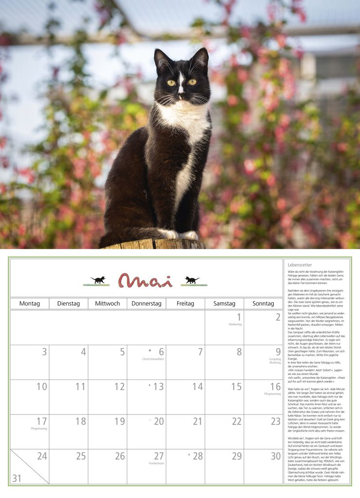 Weitere Ansicht: DuMonts Katzen Kalender 2027 | Neumann Verlage GmbH & Co. KG
