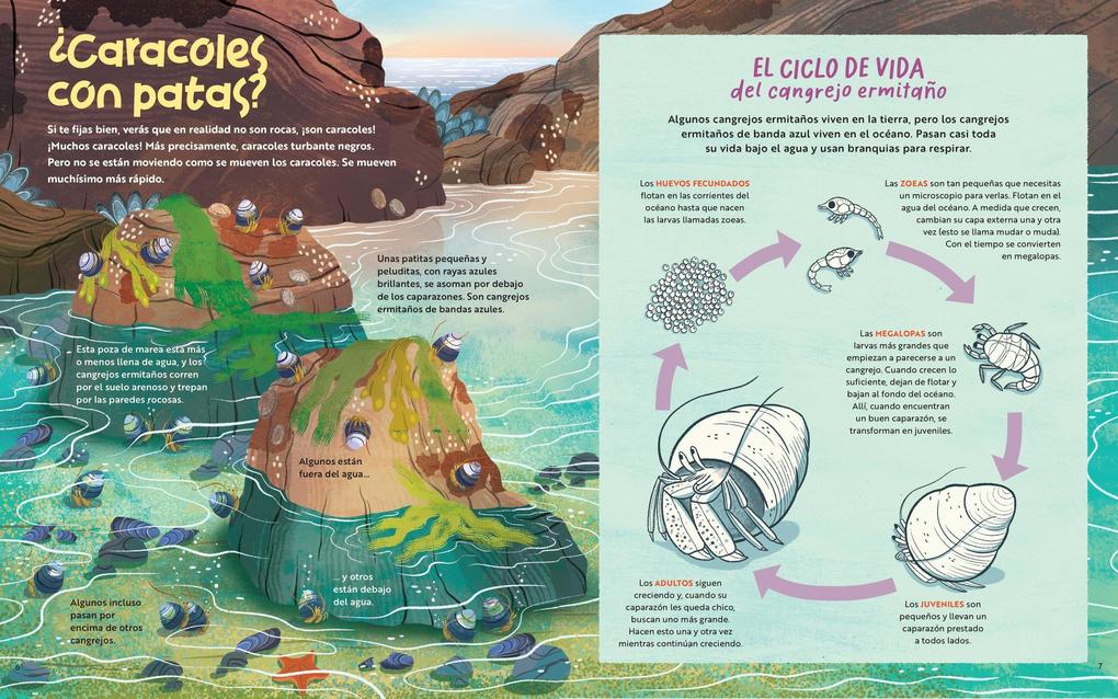 Weitere Ansicht: Lo Que Pasa Dentro de Una Poza de Marea | Monterey Bay Aquarium, Katy Scott