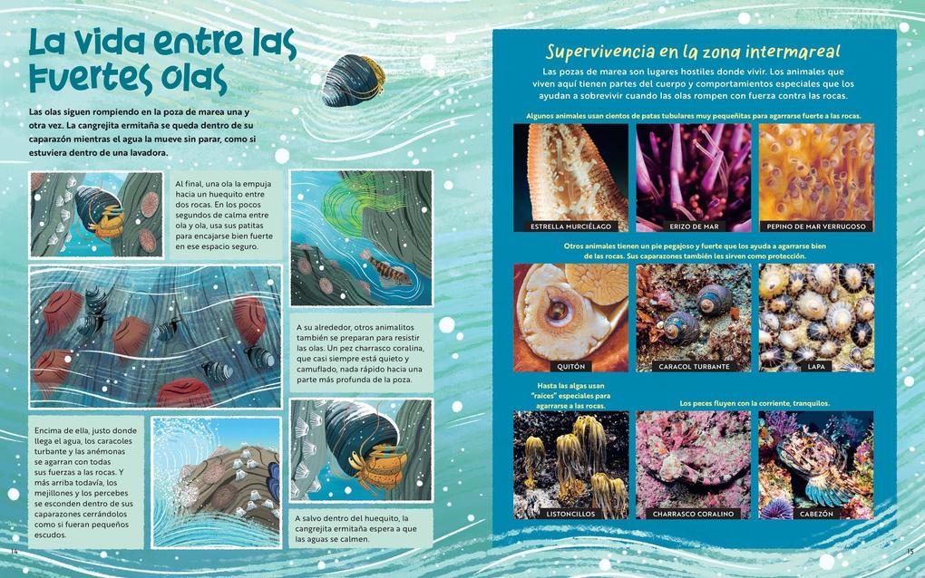 Weitere Ansicht: Lo Que Pasa Dentro de Una Poza de Marea | Monterey Bay Aquarium, Katy Scott