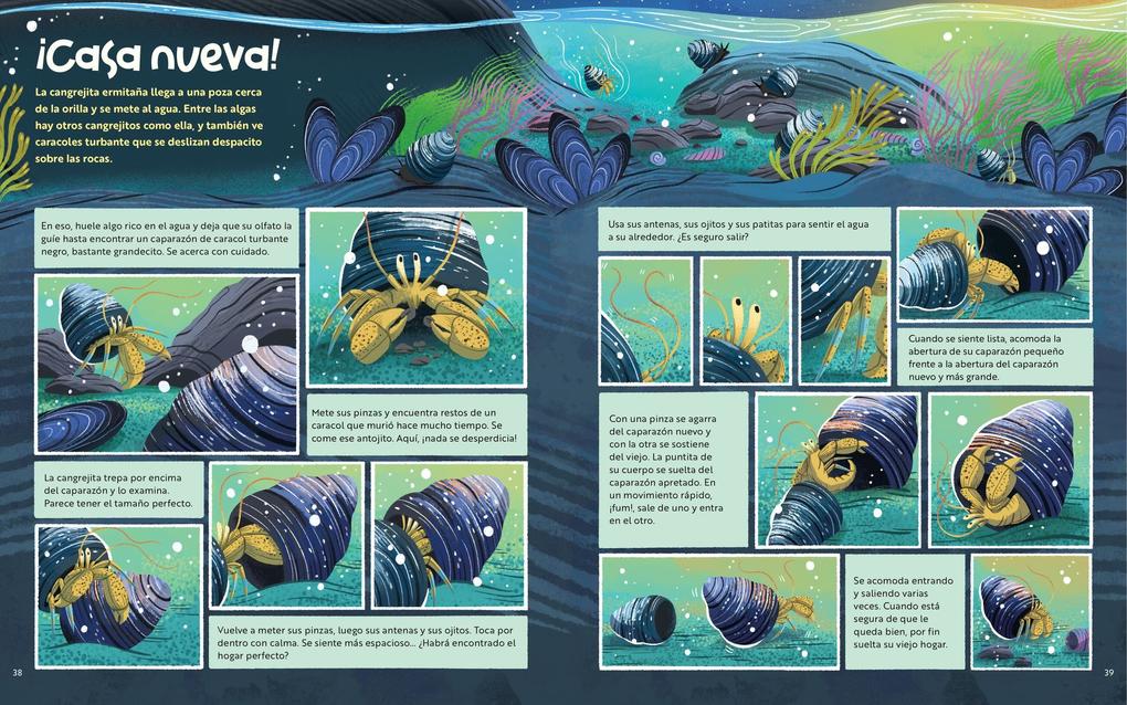 Weitere Ansicht: Lo Que Pasa Dentro de Una Poza de Marea | Monterey Bay Aquarium, Katy Scott