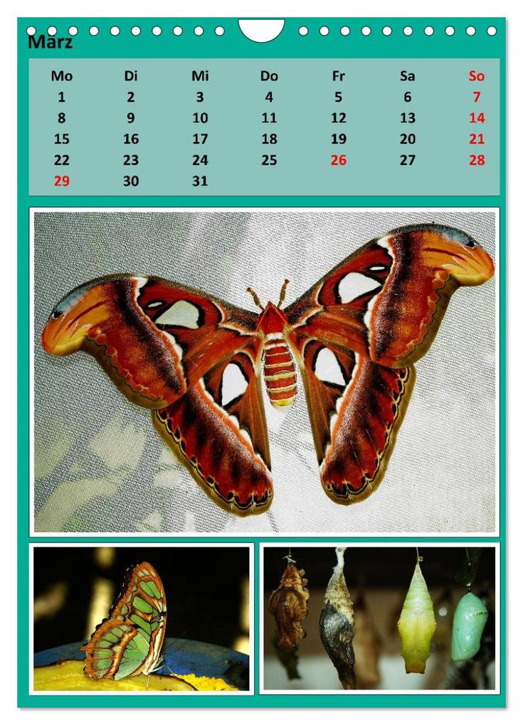 Weitere Ansicht: Karibik - Eindrücke einer Kreuzfahrt (Wandkalender 2027 DIN A4 hoch), CALVENDO Monatskalender | Calvendo, Rolf Frank