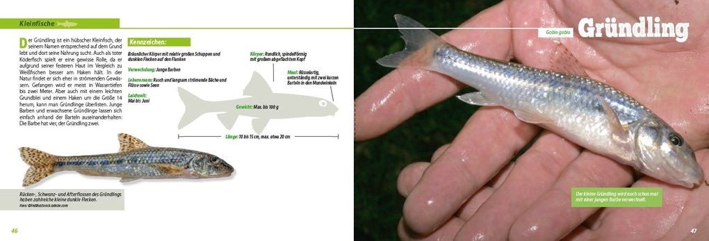Weitere Ansicht: Angler-Lexikon der Süßwasserfische | Frank Weissert
