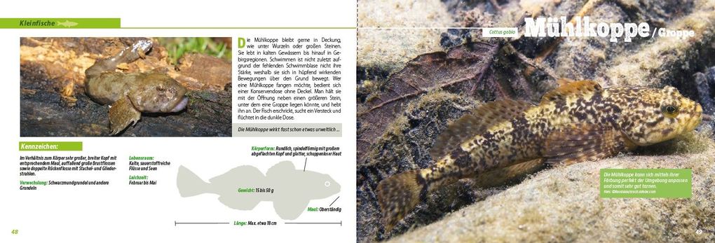 Weitere Ansicht: Angler-Lexikon der Süßwasserfische | Frank Weissert