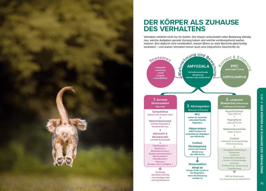 Weitere Ansicht: Stress beim Hund verstehen | Sophie Strodtbeck