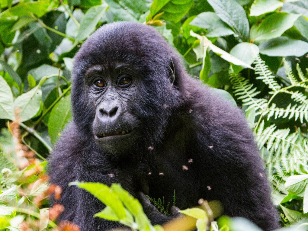 Weitere Ansicht: CALVENDO Puzzle Junger Berggorilla | 1000 Teile Lege-Größe 64x48cm Foto-Puzzle für glückliche Stunden | Calvendo