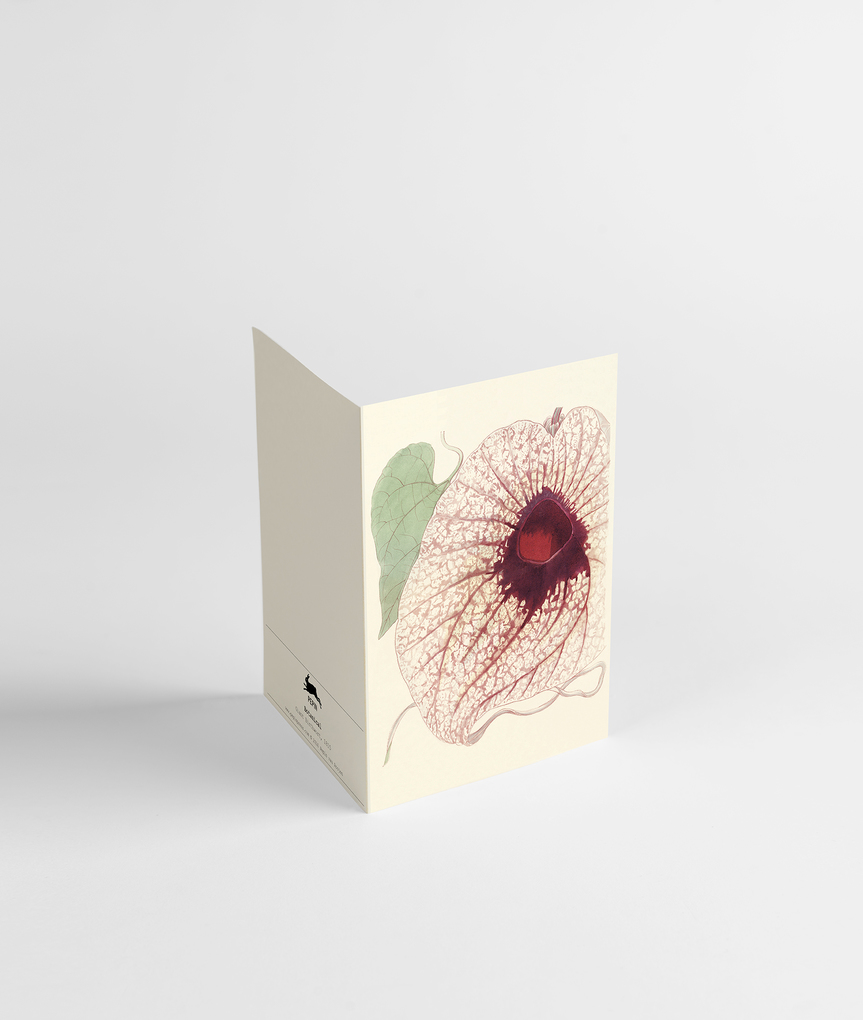 Weitere Ansicht: Botanical | Pepin Van Roojen