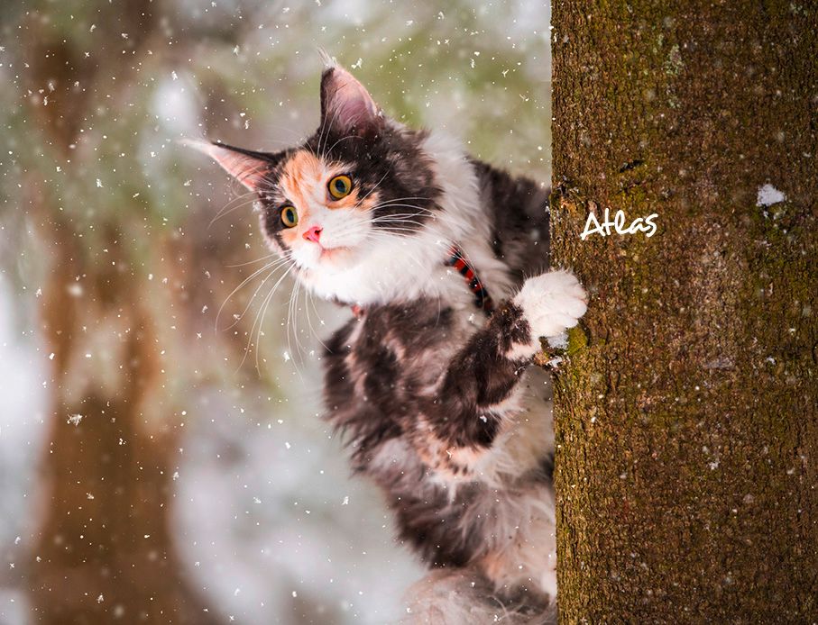 Weitere Ansicht: Katzen 2027 Eintragkalender