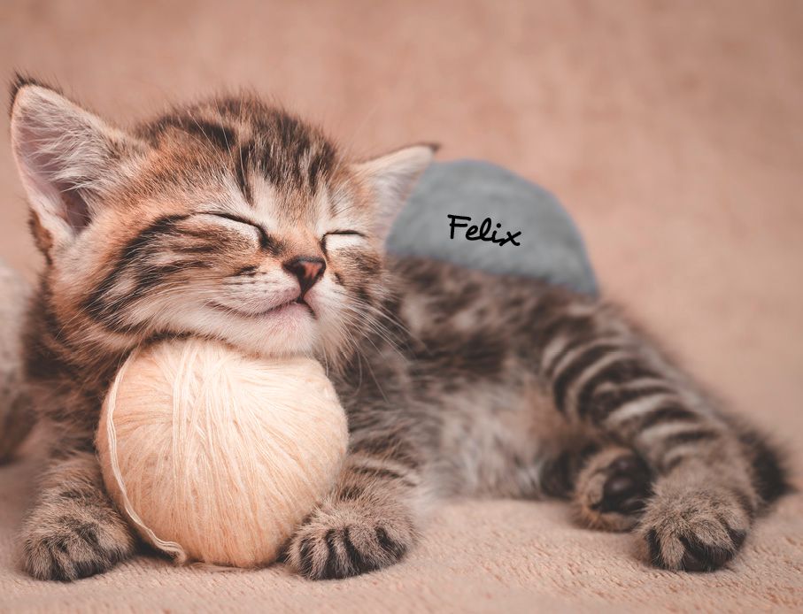Weitere Ansicht: Katzen 2027 Eintragkalender