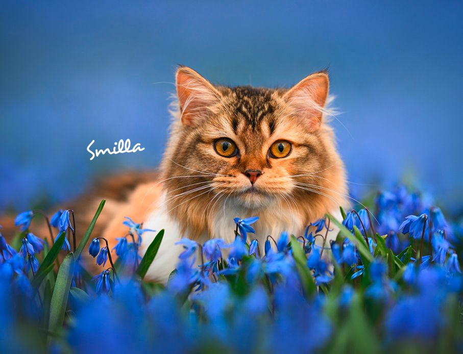 Weitere Ansicht: Katzen 2027 Eintragkalender