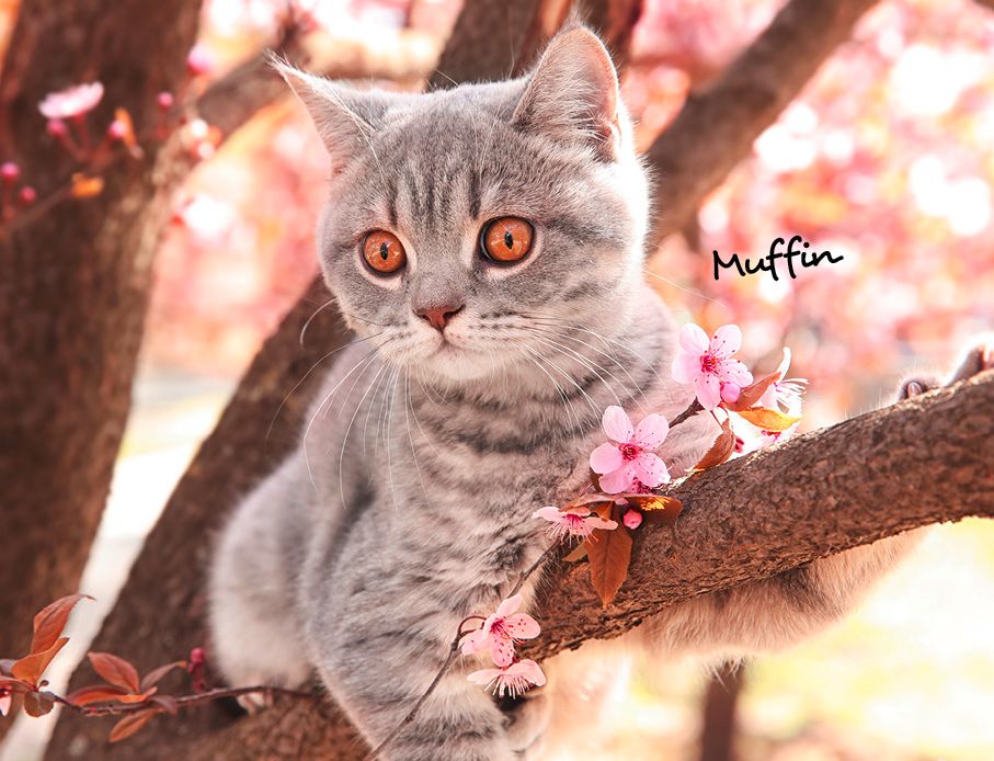 Weitere Ansicht: Katzen 2027 Eintragkalender
