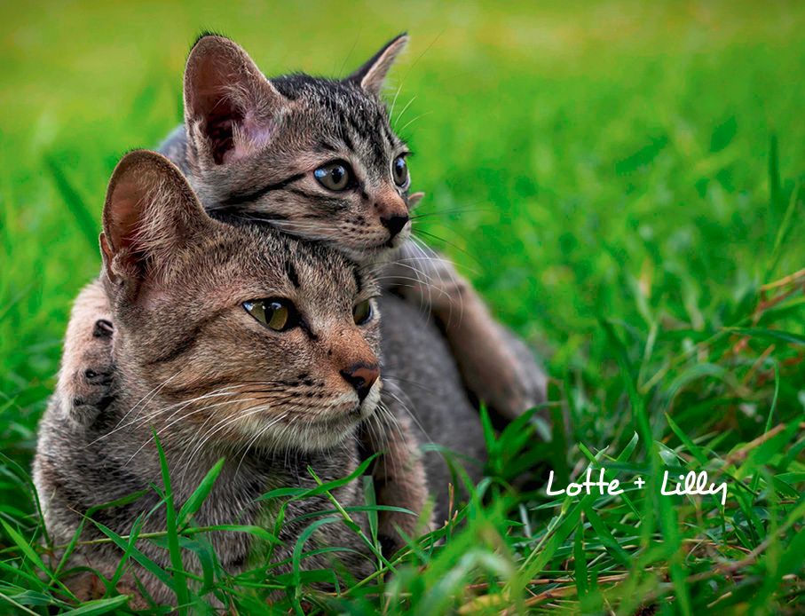 Weitere Ansicht: Katzen 2027 Eintragkalender