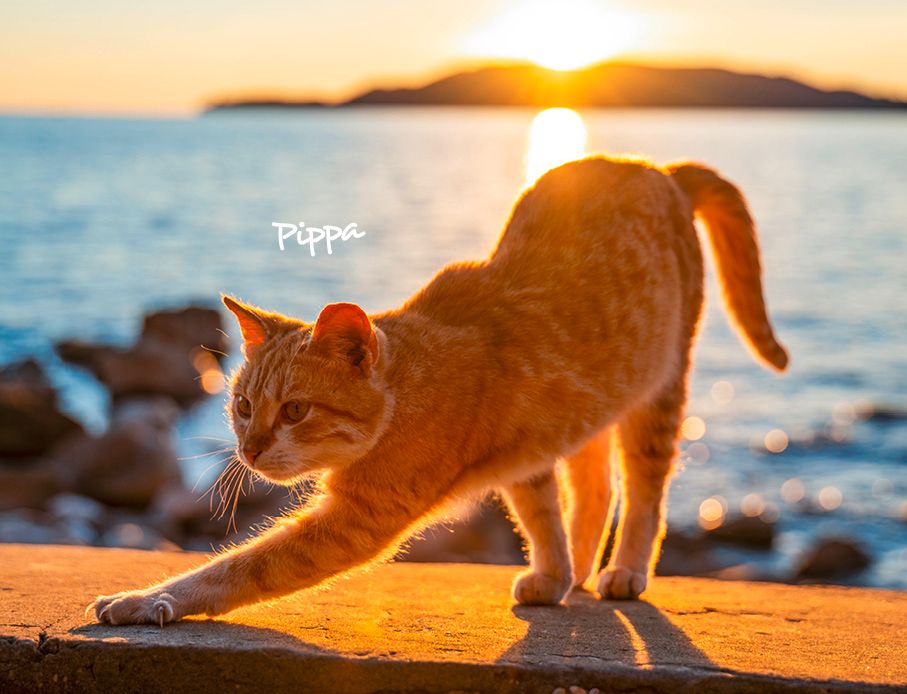 Weitere Ansicht: Katzen 2027 Eintragkalender