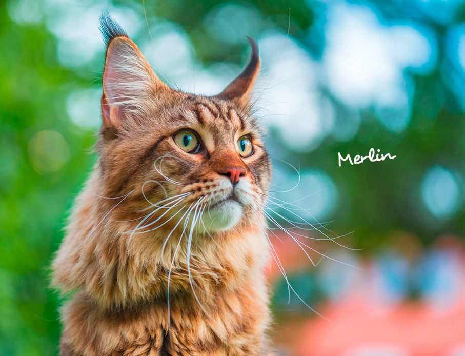 Weitere Ansicht: Katzen 2027 Eintragkalender
