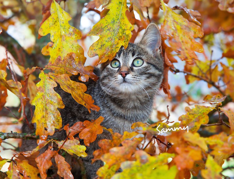 Weitere Ansicht: Katzen 2027 Eintragkalender