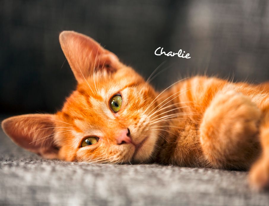 Weitere Ansicht: Katzen 2027 Eintragkalender