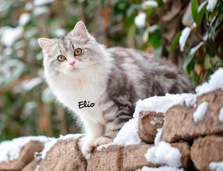 Weitere Ansicht: Katzen 2027 Eintragkalender