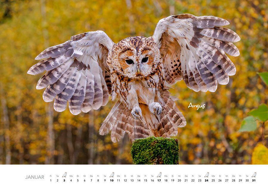 Weitere Ansicht: Eulen Kalender 2027 | J. -L. Hubert Klein