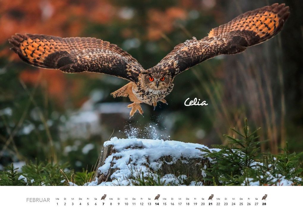 Weitere Ansicht: Eulen Kalender 2027 | J. -L. Hubert Klein