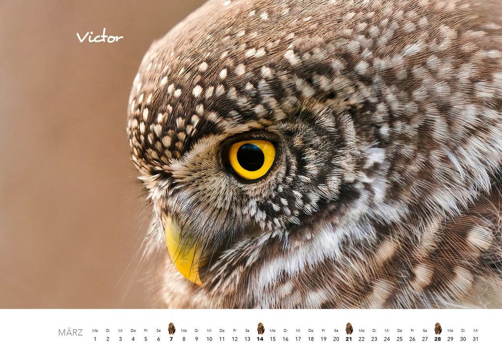 Weitere Ansicht: Eulen Kalender 2027 | J. -L. Hubert Klein